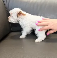 Toby Boy AKC, a male Yorkshire Terrier for sale in Rocklin, CA – 4 of 10