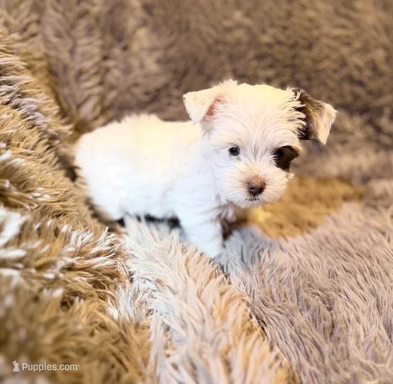 Ace Puppy Boy AKC – Yorkshire Terrier puppy for sale in Rocklin, CA