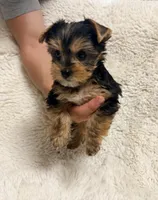 Humble Boy AKC, a male Yorkshire Terrier for sale in Rocklin, CA – 8 of 10