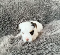 Mina’s Boy AKC, a male Yorkshire Terrier for sale in Rocklin, CA – Photo 4 of 9