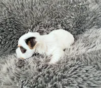 Mina’s Boy AKC, a male Yorkshire Terrier for sale in Rocklin, CA – Photo 2 of 9