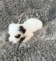 Mina’s Boy AKC, a male Yorkshire Terrier for sale in Rocklin, CA – Photo 5 of 9