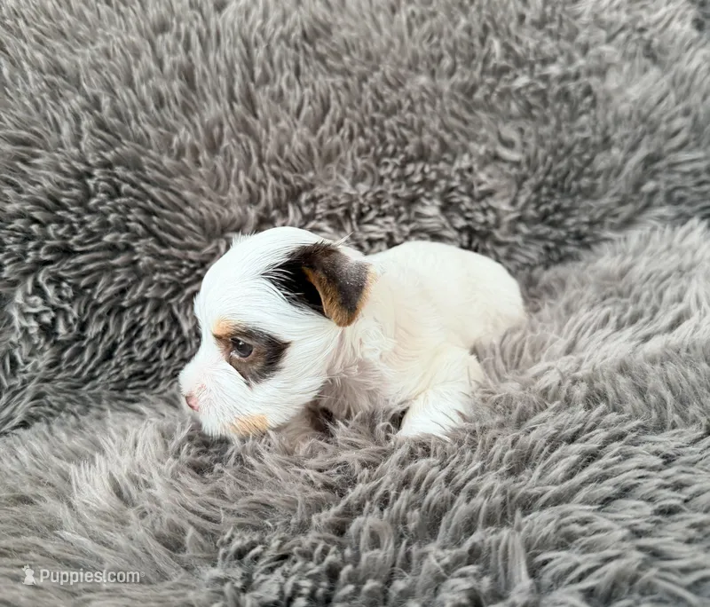 Mina’s Boy AKC – Yorkshire Terrier puppy for sale in Rocklin, CA