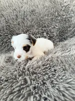 Mina’s Boy AKC, a male Yorkshire Terrier for sale in Rocklin, CA – Photo 6 of 9