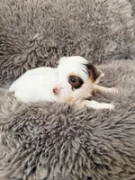 Mina’s Boy AKC, a male Yorkshire Terrier for sale in Rocklin, CA – Photo 7 of 9