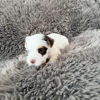 Mina’s Boy AKC, a male Yorkshire Terrier for sale in Rocklin, CA – Photo 3 of 9