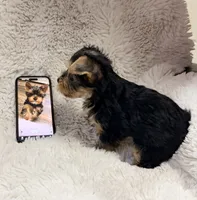 Humble Boy AKC, a male Yorkshire Terrier for sale in Rocklin, CA – 2 of 10