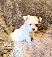 Ace Puppy Boy AKC, a male Yorkshire Terrier for sale in Rocklin, CA – 5 of 9
