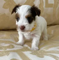 Muna’s Yellow Boy AKC, a male Yorkshire Terrier for sale in Rocklin, CA – Photo 1 of 3