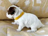 Muna’s Yellow Boy AKC, a male Yorkshire Terrier for sale in Rocklin, CA – Photo 3 of 3