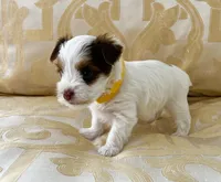 Muna’s Yellow Boy AKC, a male Yorkshire Terrier for sale in Rocklin, CA – Photo 2 of 3