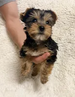 Humble Boy AKC, a male Yorkshire Terrier for sale in Rocklin, CA – 4 of 10