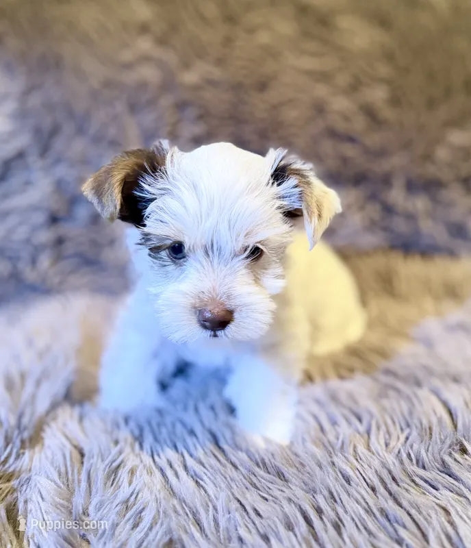 Toby Boy AKC – Yorkshire Terrier puppy for sale in Rocklin, CA