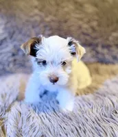 Toby Boy AKC, a male Yorkshire Terrier for sale in Rocklin, CA – 1 of 8