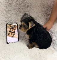 Humble Boy AKC, a male Yorkshire Terrier for sale in Rocklin, CA – 7 of 10