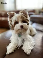 Mina’s White Girl AKC, a female Yorkshire Terrier for sale in Rocklin, CA – Photo 9 of 10