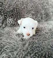 Mina’s White Girl AKC, a female Yorkshire Terrier for sale in Rocklin, CA – Photo 8 of 10