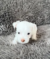 Mina’s White Girl AKC, a female Yorkshire Terrier for sale in Rocklin, CA – Photo 2 of 10