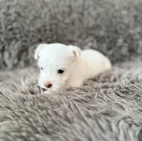 Mina’s White Girl AKC, a female Yorkshire Terrier for sale in Rocklin, CA – Photo 3 of 10