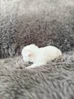 Mina’s White Girl AKC, a female Yorkshire Terrier for sale in Rocklin, CA – Photo 6 of 10