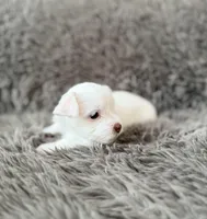 Mina’s White Girl AKC, a female Yorkshire Terrier for sale in Rocklin, CA – Photo 5 of 10