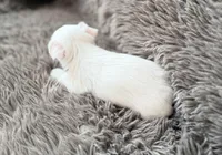 Mina’s White Girl AKC, a female Yorkshire Terrier for sale in Rocklin, CA – Photo 4 of 10