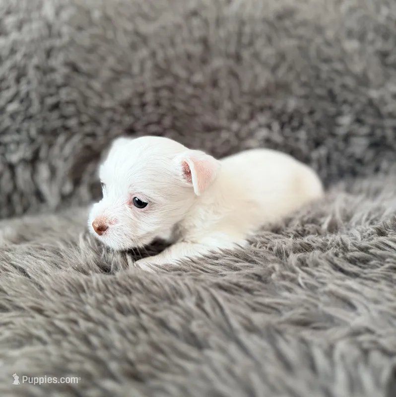 Mina’s White Girl AKC – Yorkshire Terrier puppy for sale in Rocklin, CA