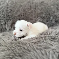 Mina’s White Girl AKC, a female Yorkshire Terrier for sale in Rocklin, CA – Photo 1 of 10