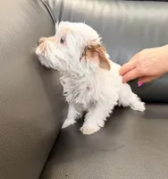 Toby Boy AKC, a male Yorkshire Terrier for sale in Rocklin, CA – 6 of 10