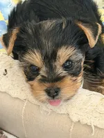 Humble Boy AKC, a male Yorkshire Terrier for sale in Rocklin, CA – 1 of 10
