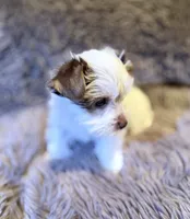 Toby Boy AKC, a male Yorkshire Terrier for sale in Rocklin, CA – 4 of 8