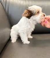 Toby Boy AKC, a male Yorkshire Terrier for sale in Rocklin, CA – 10 of 10