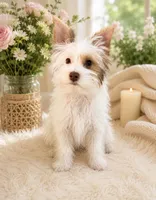 White Boy AKC, a male Yorkshire Terrier for sale in Rocklin, CA – 3 of 4