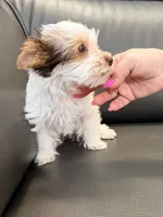 Toby Boy AKC, a male Yorkshire Terrier for sale in Rocklin, CA – 5 of 10