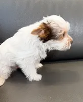 Toby Boy AKC, a male Yorkshire Terrier for sale in Rocklin, CA – 7 of 10