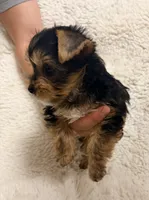 Humble Boy AKC, a male Yorkshire Terrier for sale in Rocklin, CA – 9 of 10