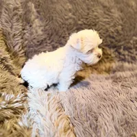 Ace Puppy Boy AKC, a male Yorkshire Terrier for sale in Rocklin, CA – 6 of 9