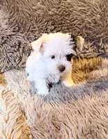 Ace Puppy Boy AKC, a male Yorkshire Terrier for sale in Rocklin, CA – 8 of 9