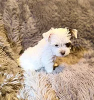 Ace Puppy Boy AKC, a male Yorkshire Terrier for sale in Rocklin, CA – 7 of 9