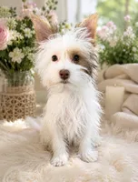 White Boy AKC, a male Yorkshire Terrier for sale in Rocklin, CA – 2 of 4