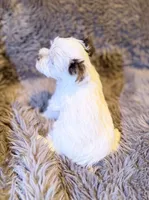 Toby Boy AKC, a male Yorkshire Terrier for sale in Rocklin, CA – 5 of 8