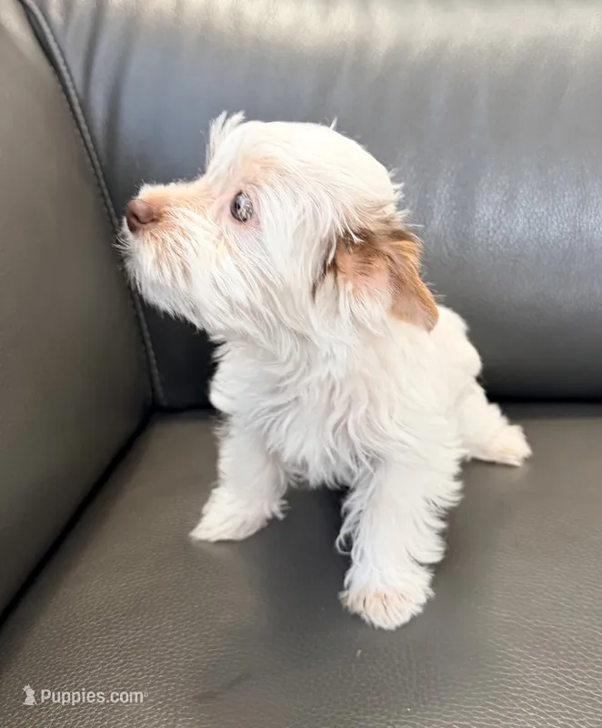 Toby Boy AKC – Yorkshire Terrier puppy for sale in Rocklin, CA