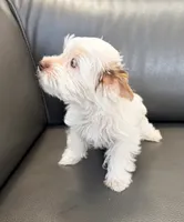 Toby Boy AKC, a male Yorkshire Terrier for sale in Rocklin, CA – 1 of 10