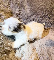 Ace Puppy Boy AKC, a male Yorkshire Terrier for sale in Rocklin, CA – 3 of 9