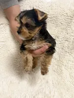 Humble Boy AKC, a male Yorkshire Terrier for sale in Rocklin, CA – 10 of 10