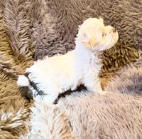 Ace Puppy Boy AKC, a male Yorkshire Terrier for sale in Rocklin, CA – 4 of 9