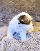 Toby Boy AKC, a male Yorkshire Terrier for sale in Rocklin, CA – 7 of 8