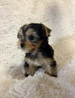 Humble Boy AKC, a male Yorkshire Terrier for sale in Rocklin, CA – 6 of 10
