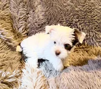 Ace Puppy Boy AKC, a male Yorkshire Terrier for sale in Rocklin, CA – 9 of 9