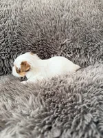 Mina’s Boy, a male Yorkshire Terrier for sale in Rocklin, CA – Photo 5 of 9